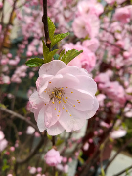 桃花