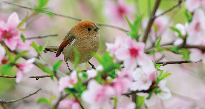 花鸟图