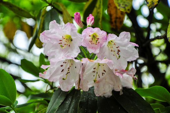 高山粉红色杜鹃花