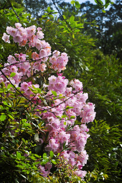 高山粉红色杜鹃花