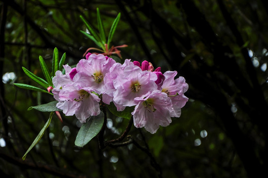 高山粉红色杜鹃花