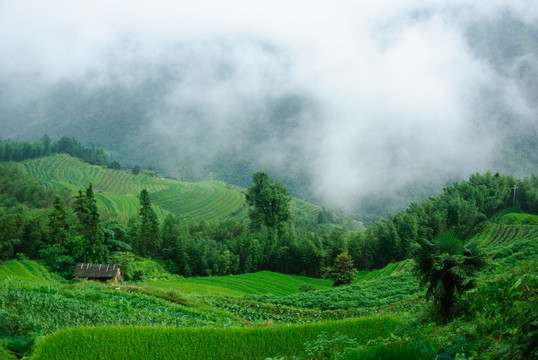 雾色山景