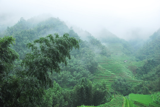 雾色山景