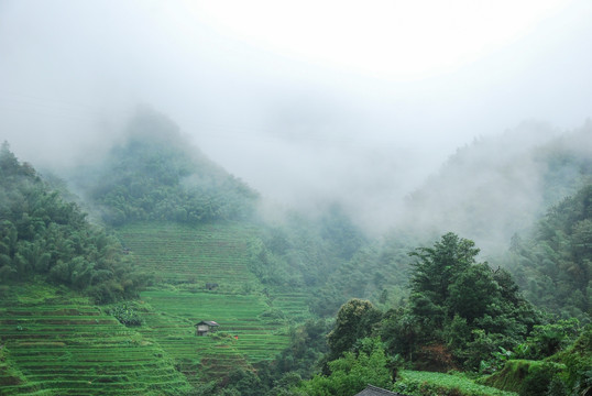 雾色山景