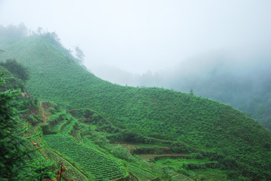 雾色山景