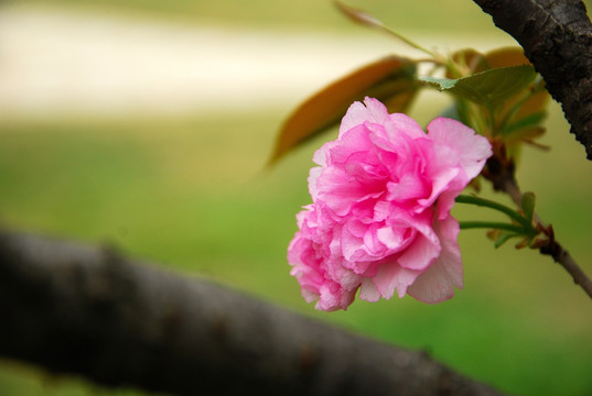 樱花盛开