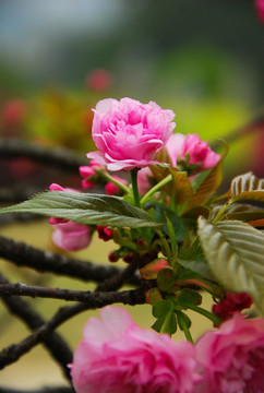 樱花盛开