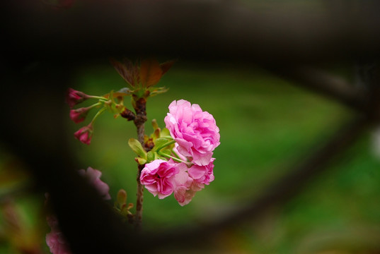 樱花盛开