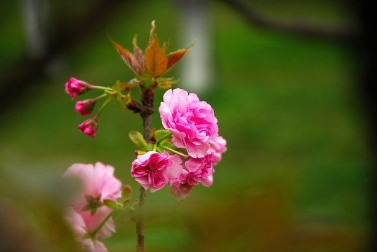 樱花盛开