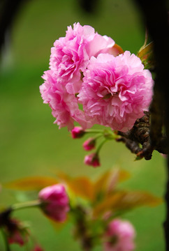 樱花盛开