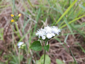 白花