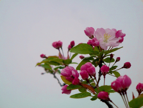 海棠花