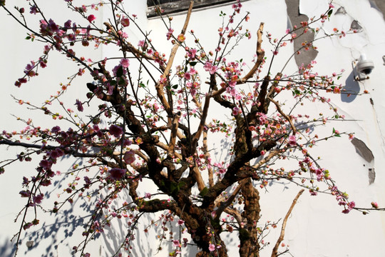 梅花 花朵 梅花盛开 深粉红色