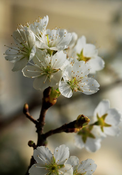 樱桃花