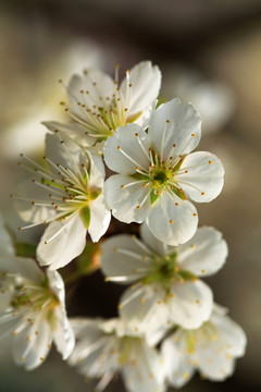 樱桃花