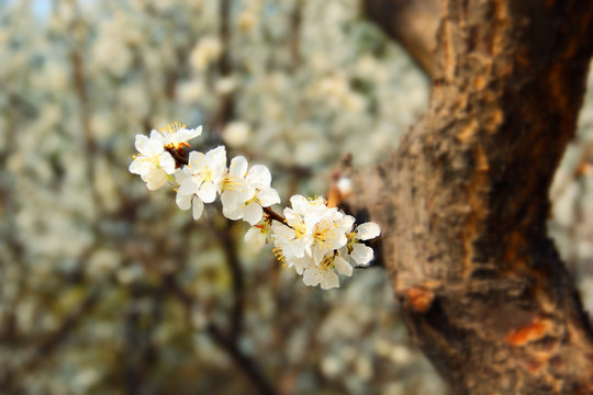 樱花