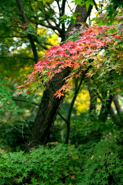 秋天树林彩色树叶