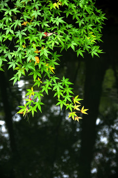 秋天五彩的枫叶树叶