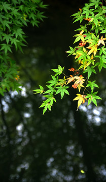 秋天五彩的枫叶树叶