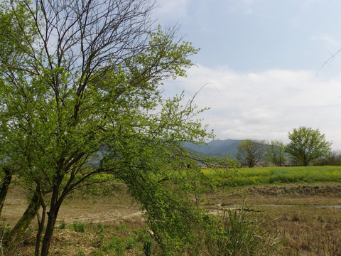 乡村美景