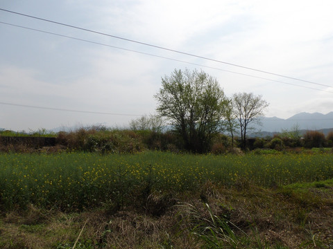 乡村风景