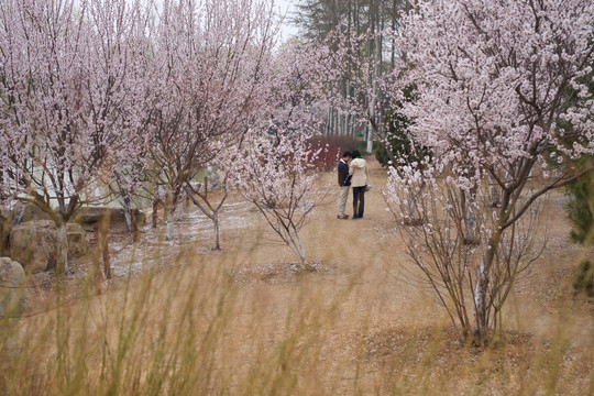 山桃花