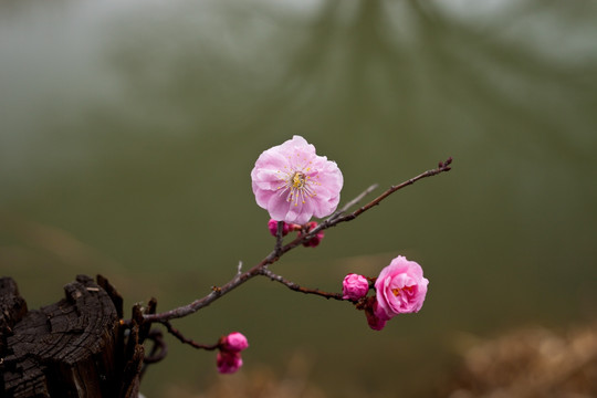 梅花