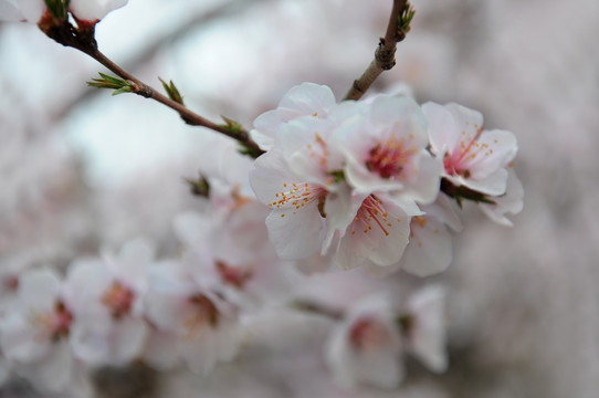 粉色桃花开