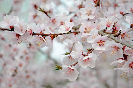 春天艳丽的桃花