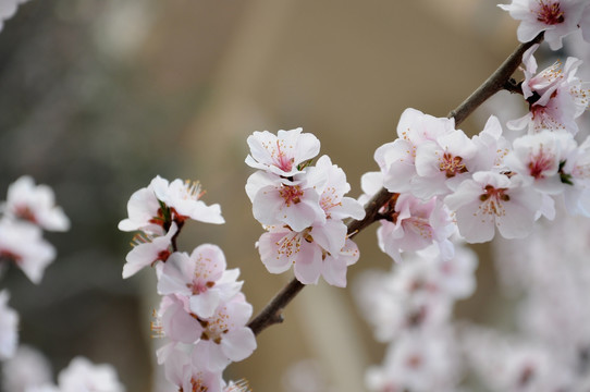 桃花素材