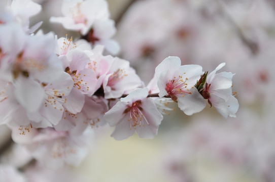 桃花素材