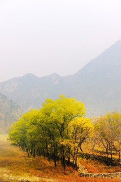 云山雾罩