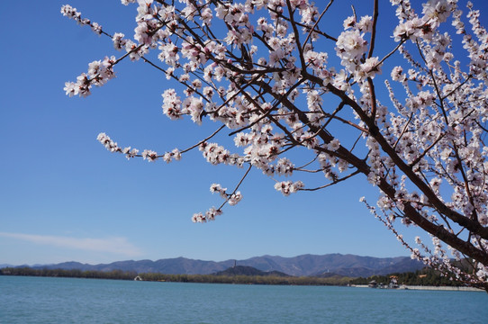 春花映衬下的颐和园昆明湖