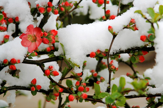 雪中海棠花