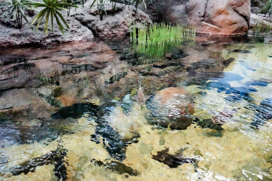 鱼缸背景图 珊瑚 鱼缸造景