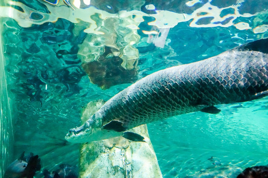 水族馆  龙鱼