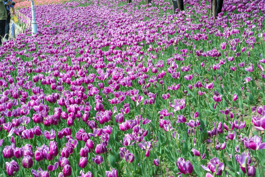 郁金香 高清鲜花背景