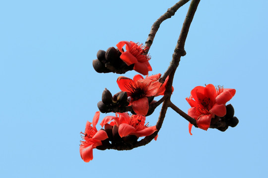 几朵木棉花特写