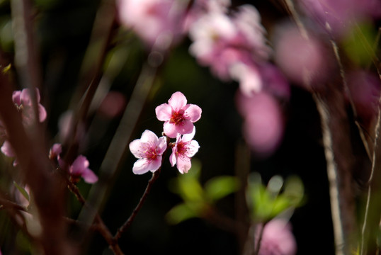 桃花盛开