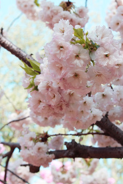 春日樱花节