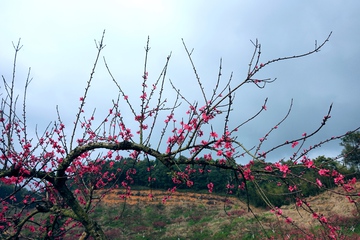 象头山鹰嘴桃