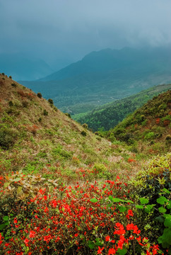 山坡盛开映山红