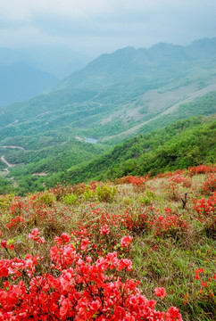 山坡盛开映山红