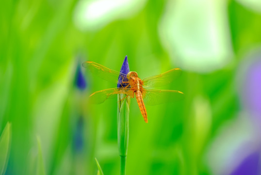 蜻蜓