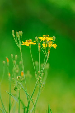 雏菊