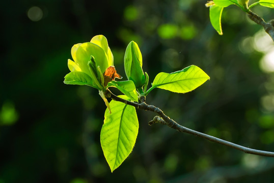 绿色玉兰花