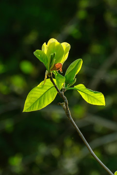 绿玉兰花