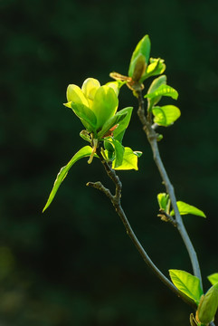 绿玉兰花