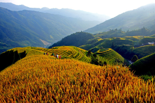 龙脊梯田 高格