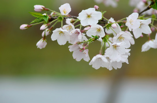 樱花